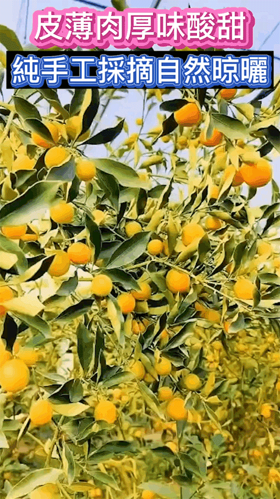 1760510624290167.gif 1760510624290167.gif